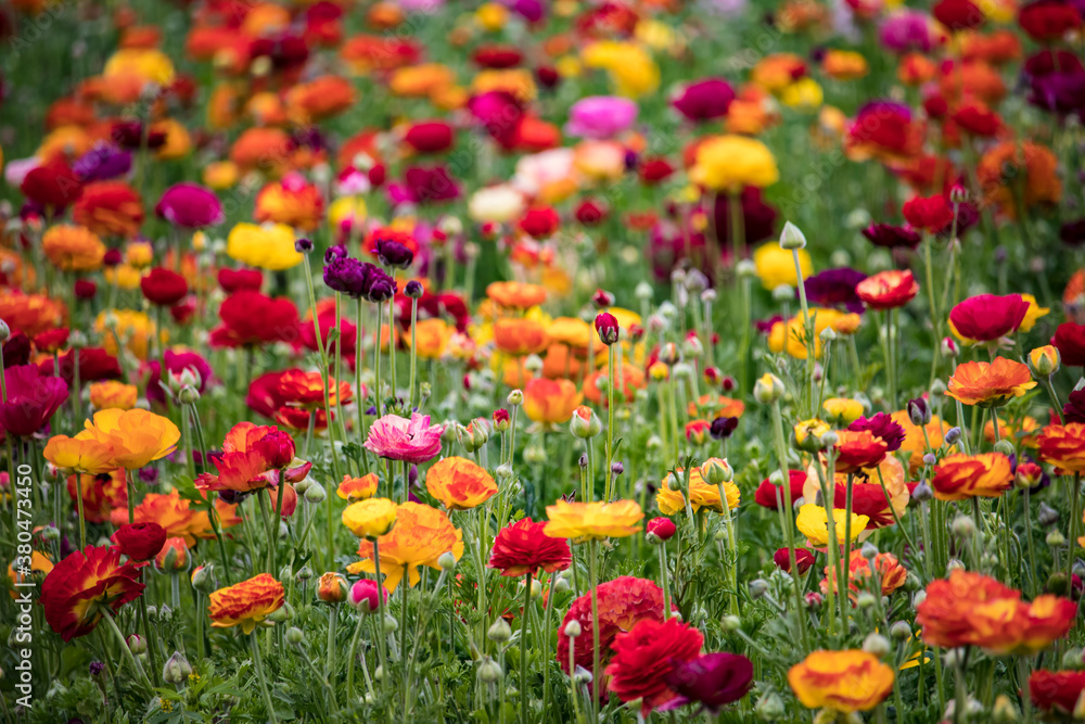 Closeup of Red, Orange, and Yellow Ranunculus Flowers Blooming in a Field outside of Amsterdam, Netherlands