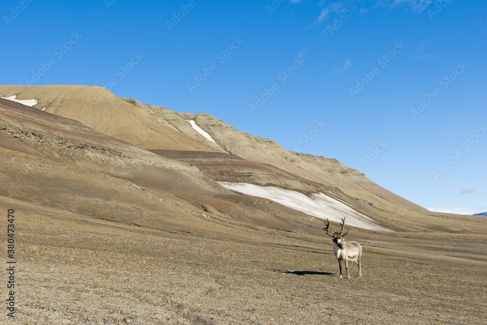 Reindeer, Svalbard, Norway Reindeer, Svalbard, Norway