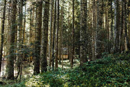 Wallpaper Mural Mountain house deep in the woods Torontodigital.ca