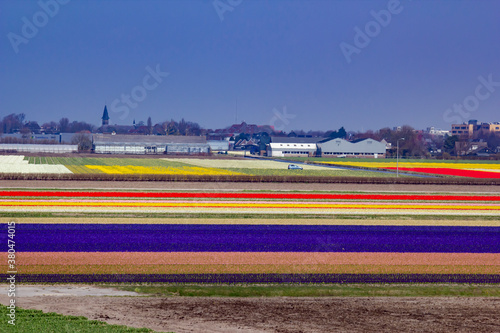 Rows of Red, Yellow, White, Pink, and Purple Tulips Blooming on a Tulip Farm outside of Amsterdam, Netherlands