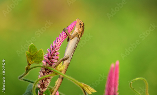 Oriental garden lizard (Calotes versicolor) - Garden lizards on flower, camouflage garden lizards. Close up chameleon details.