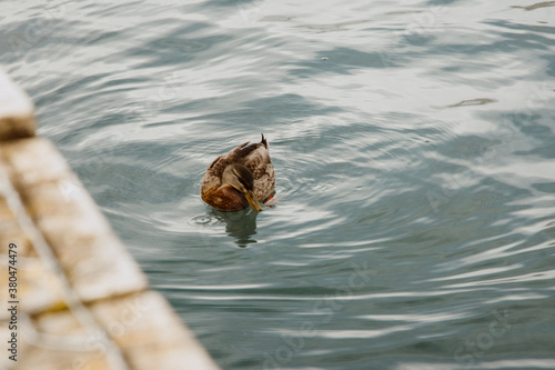 duck in the water © Даша Нарбутович