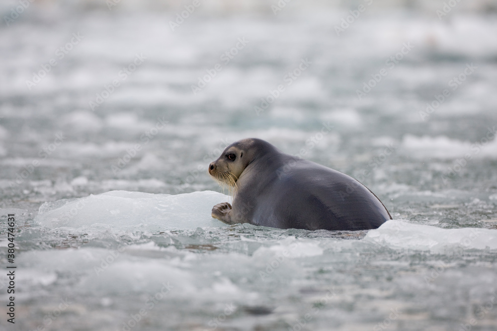 Fototapeta premium Bearded Seal on Iceberg, Svalbard, Norway