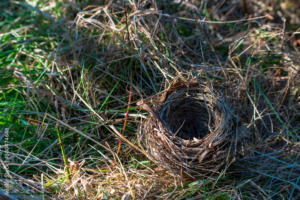 Empty Bird Nest Sitting on Ground Empty Bird Nest Sitting on Ground