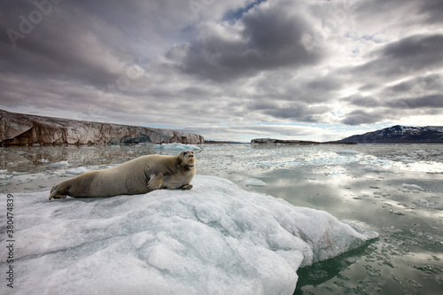 Bearded Seal on Iceberg, Svalbard, Norway