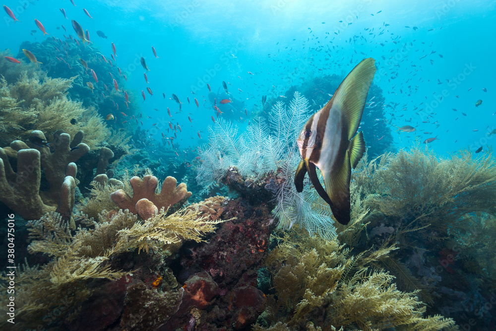 Scuba Diver exploring underwater world of Bali Scuba Diver exploring underwater world of Bali