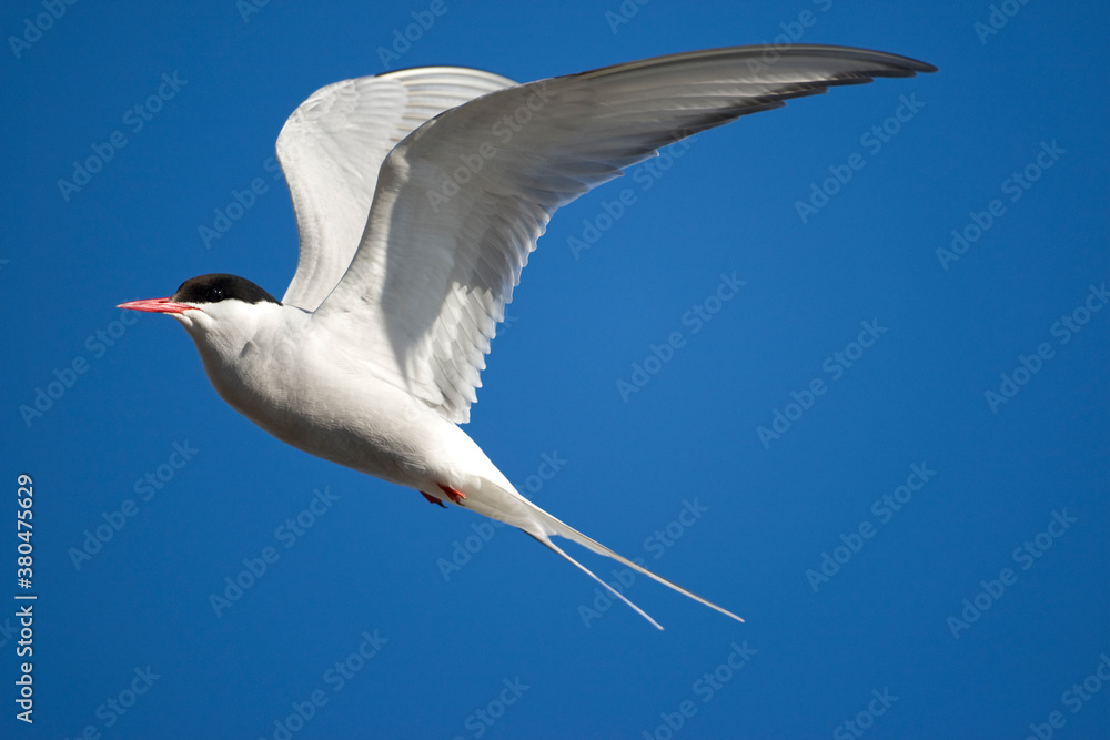 Obraz premium Arctic Tern, Svalbard, Norway