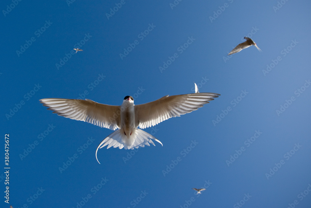 Obraz premium Arctic Terns, Svalbard, Norway