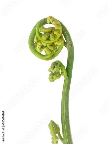 green sprout on a white background