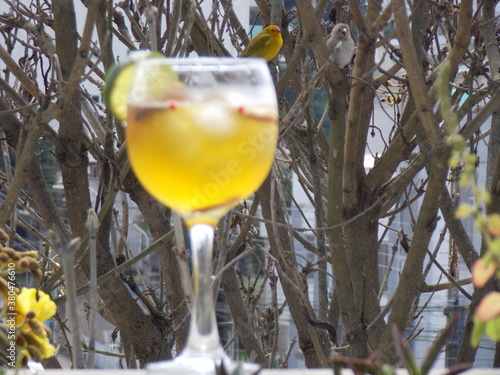 Bird - tree - drink - yellow - gin 