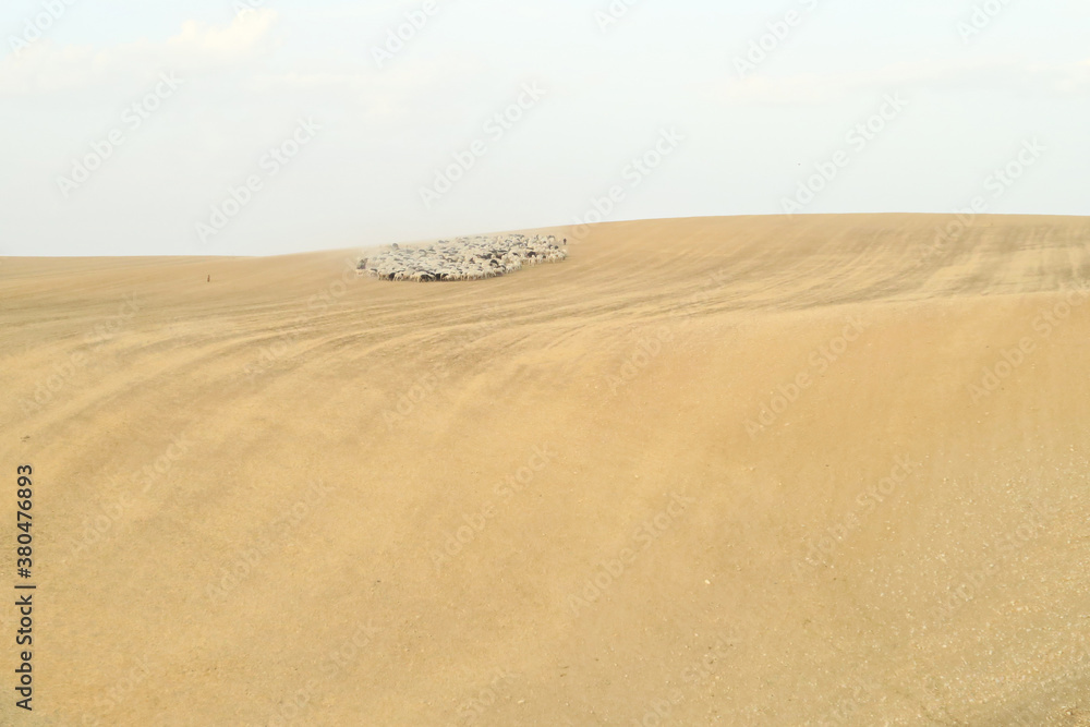 A flock of sheep in the countryside, Granada