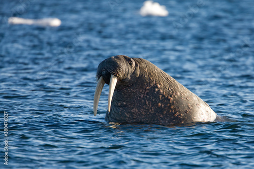 Walrus, Svalbard, Norway