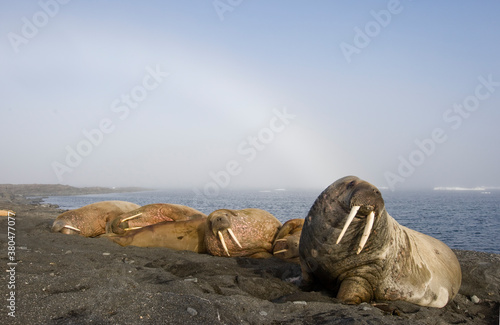 Walrus, Svalbard, Norway