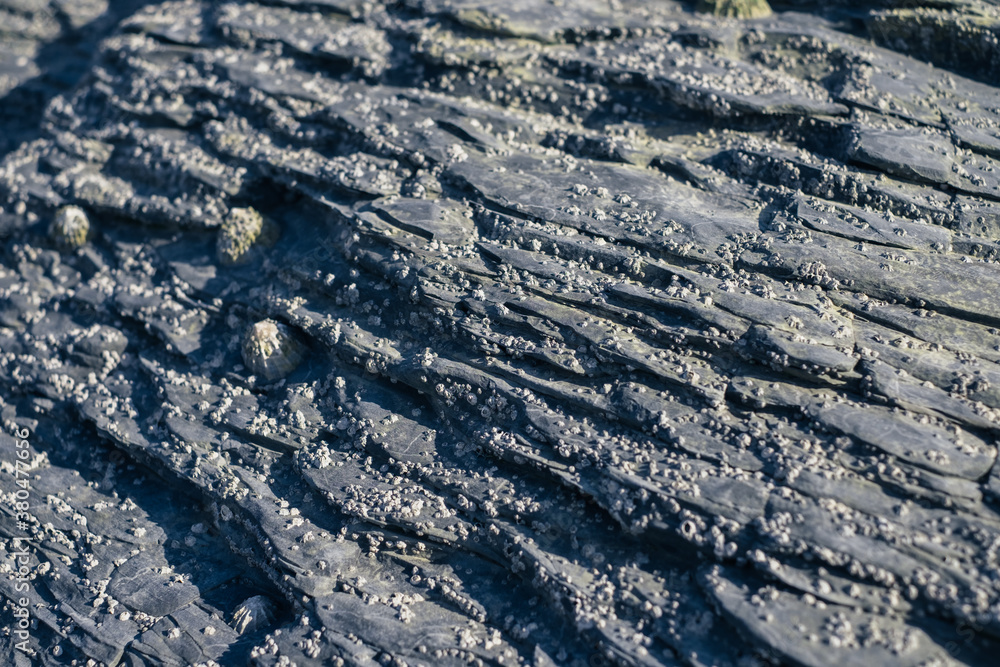 Close up of limpets and rock on a beach Close up of limpets and rock on a beach