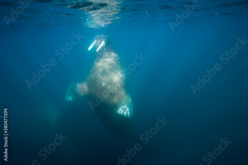 Underwater Walrus, Svalbard, Norway © Paul