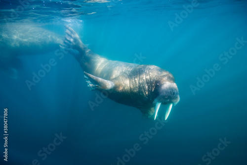 Underwater Walrus, Svalbard, Norway photo