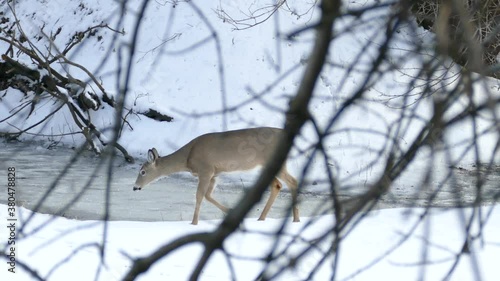 Pretty wildlife shows up to the ones who knows how to observe it in winter photo