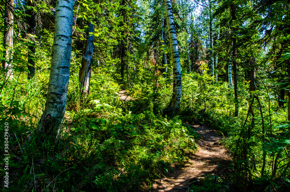 Obraz premium dense green forest. Summer winding path between the trees