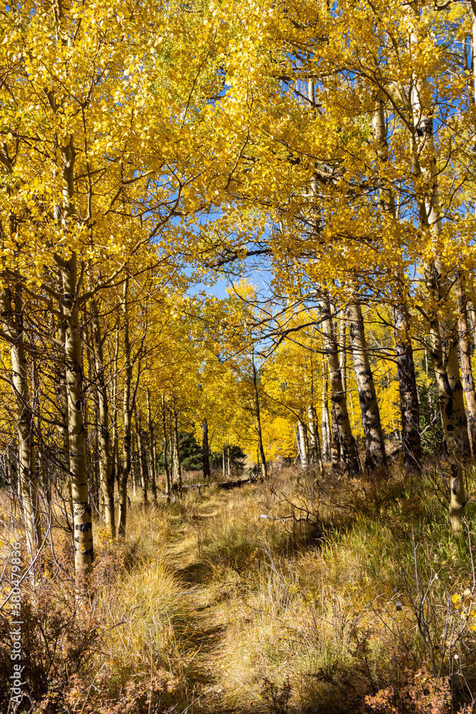 Autumn on Anne-Marie Falls Trail