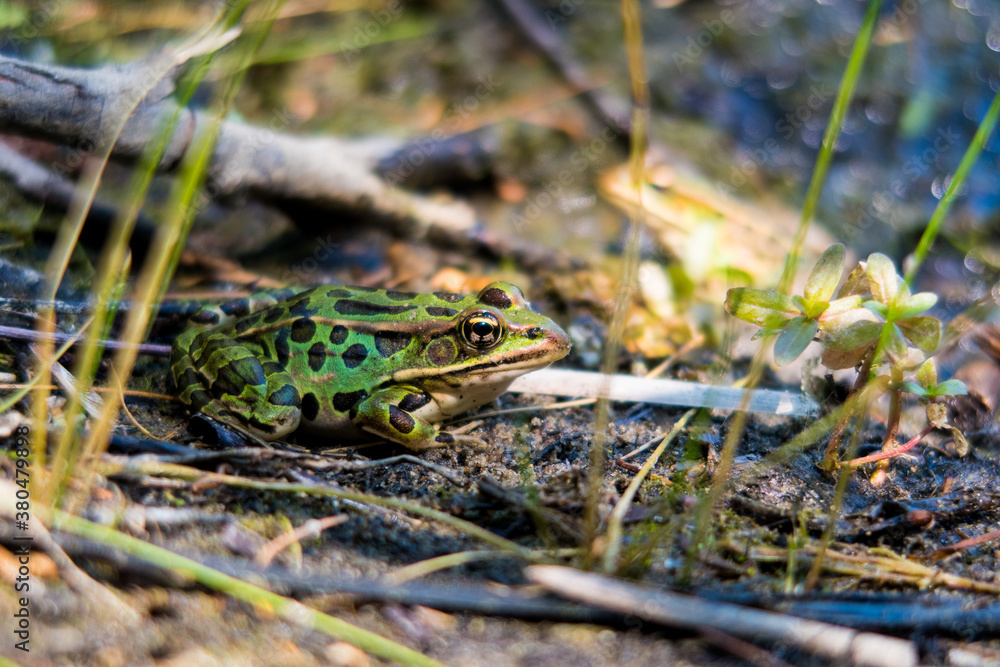 View of a northern leopard frog, in Canada View of a northern leopard frog, in Canada