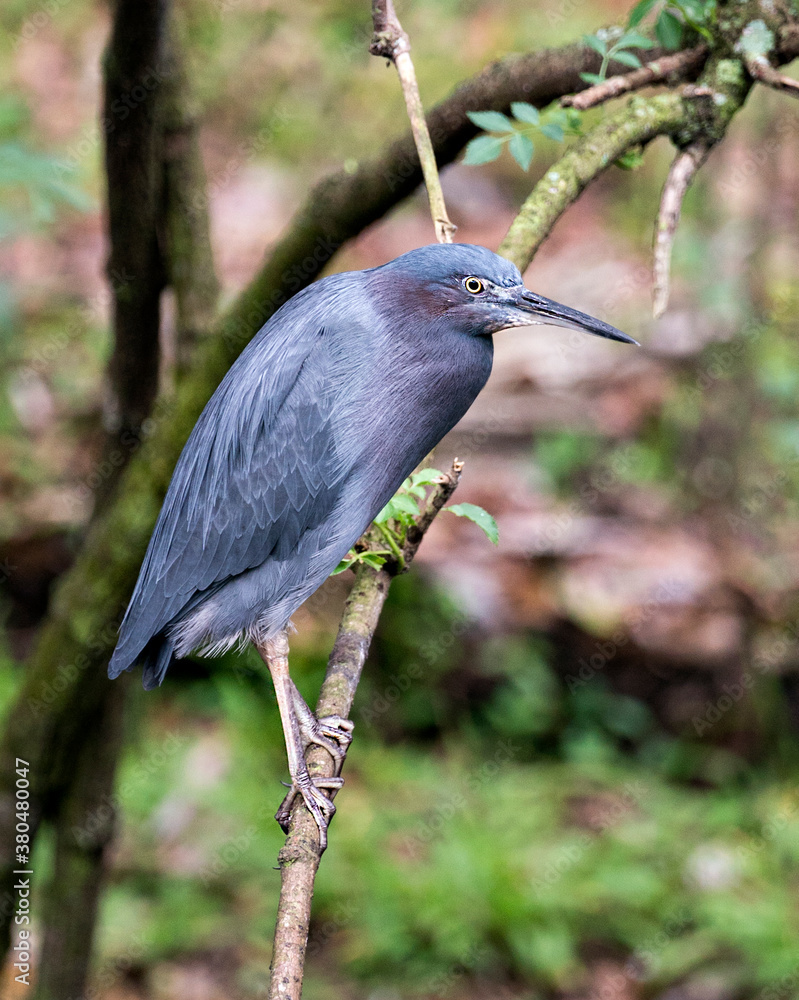 Fototapeta premium Little Blue Heron Stock Photos. close-up profile view perched with a blur background displaying blue feathers plumage, eye, beak, feet in its environment and surrounding. Image. Portrait. Picture
