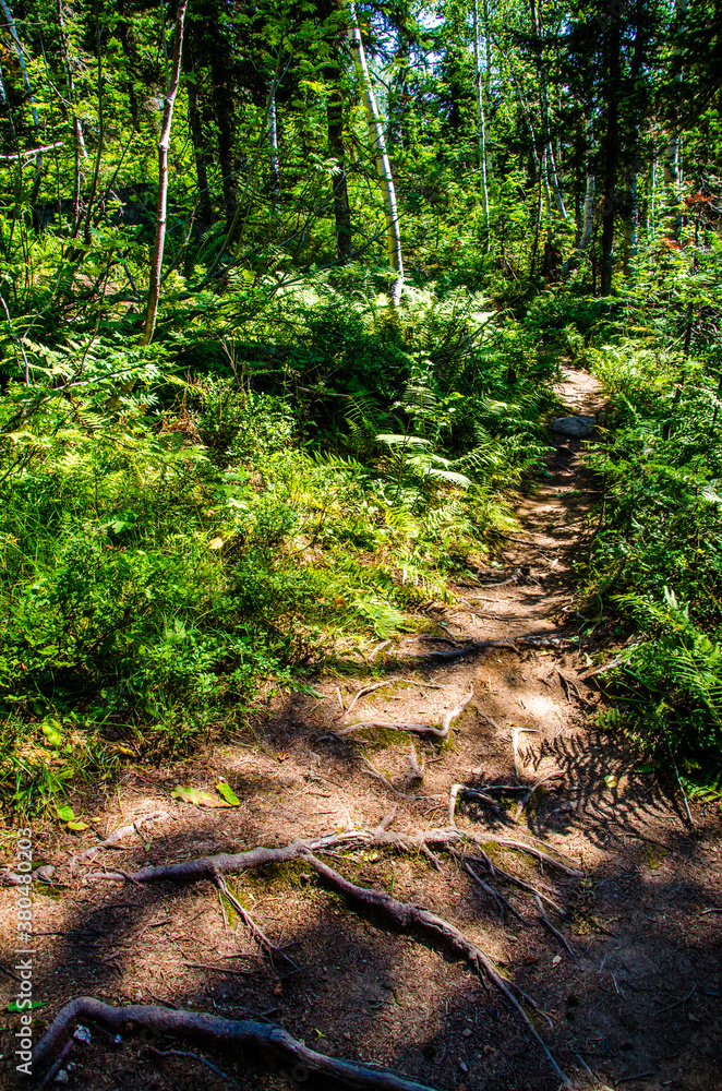dense green forest. Summer winding path between the trees dense green forest. Summer winding path between the trees