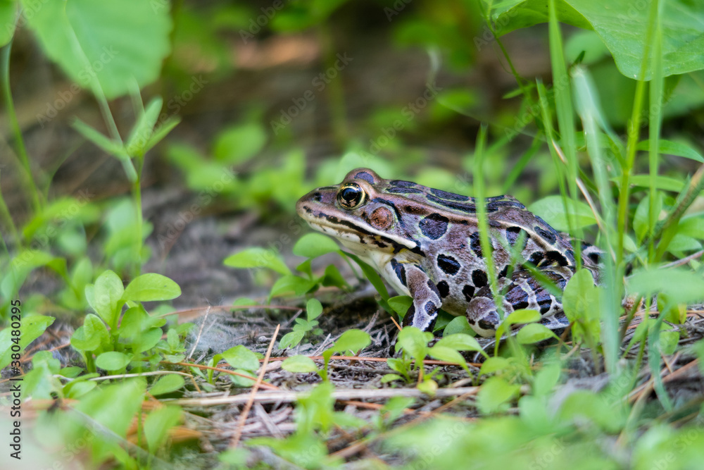 View of a northern leopard frog, in Canada View of a northern leopard frog, in Canada