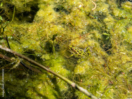 View of a northern leopard frog, in Canada