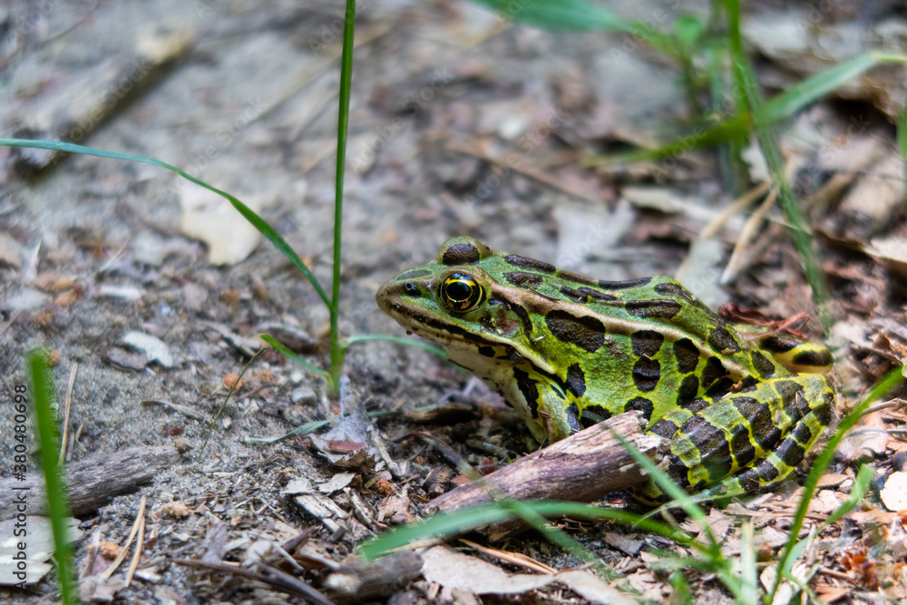 View of a northern leopard frog, in Canada View of a northern leopard frog, in Canada