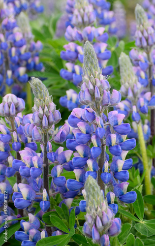 Close up of Lupines