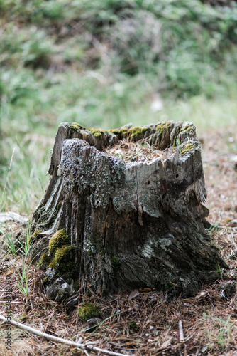 old stump in the forest photo