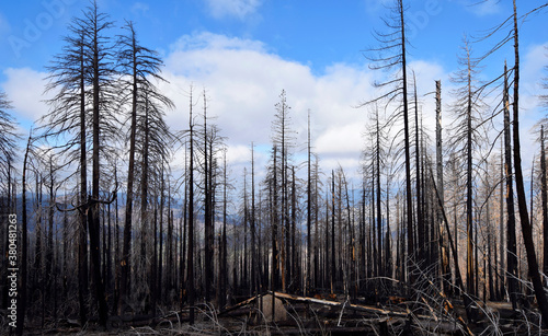 Trees after wildfire