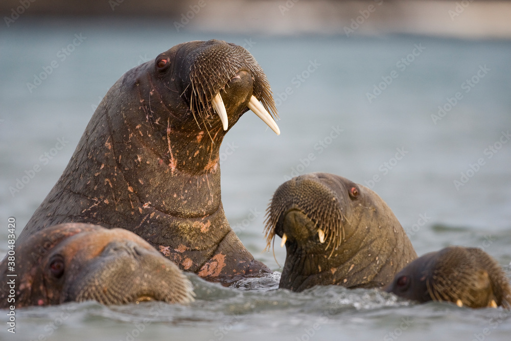 Naklejka premium Walrus, Svalbard, Norway