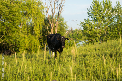 View of a black cow in a field located in the Outaouais region of Quebec