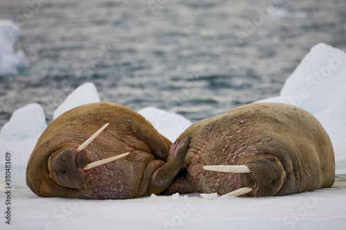 Walrus on Iceberg, Svalbard, Norway