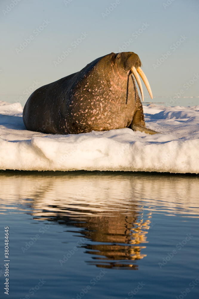 Fototapeta premium Walrus on Iceberg, Svalbard, Norway