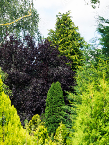 Different toned trees in the Cotswolds English Countryside in late summer photo