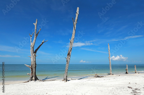 Dead tree at the waters edge on Lover s Key State Park in Fort Myers Beach  Florida  USA.