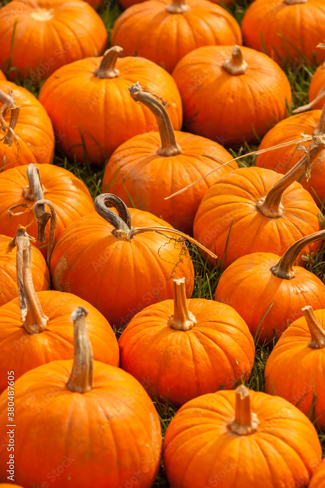 Portrait shot of pumpkins in a pumpkin patch Portrait shot of pumpkins in a pumpkin patch