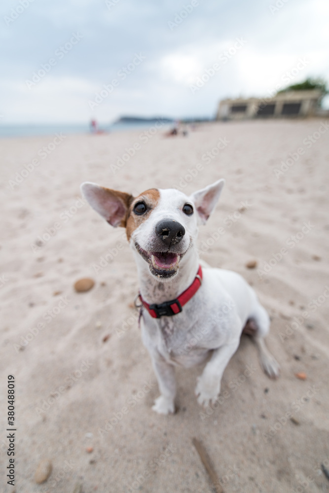 Jack Russell Terrier dog play on the beach Jack Russell Terrier dog play on the beach