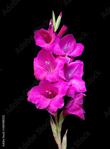 Obraz na płótnie Gladiolus Closeup