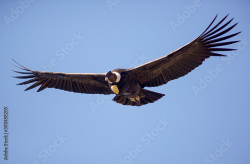 Andean Condor flying over the Andes Mountain Range.  photo