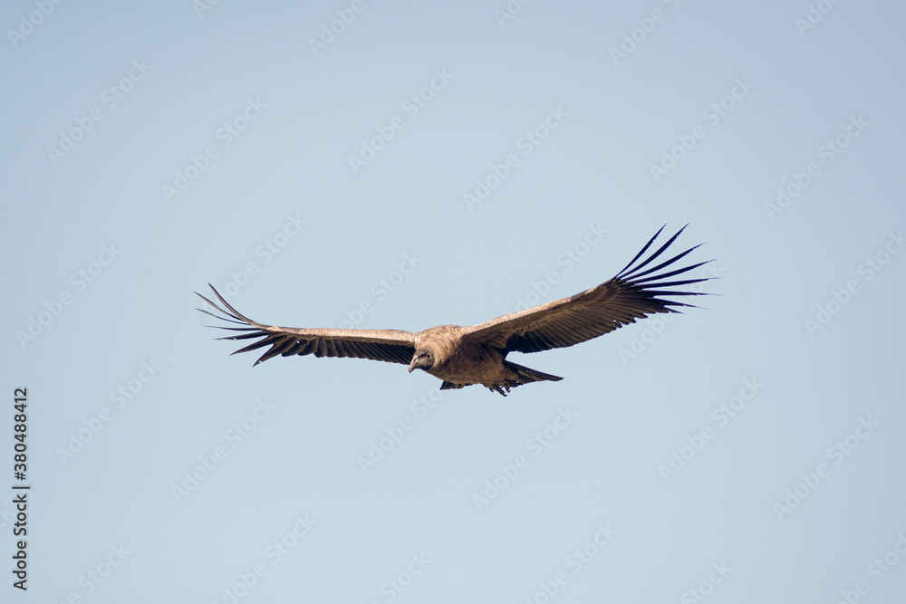 Andean Condor flying over the Andes Mountain Range. Andean Condor flying over the Andes Mountain Range.
