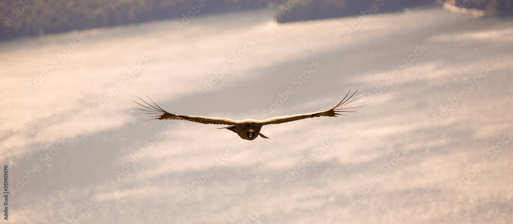 Andean Condor flying over the Andes Mountain Range. Andean Condor flying over the Andes Mountain Range.