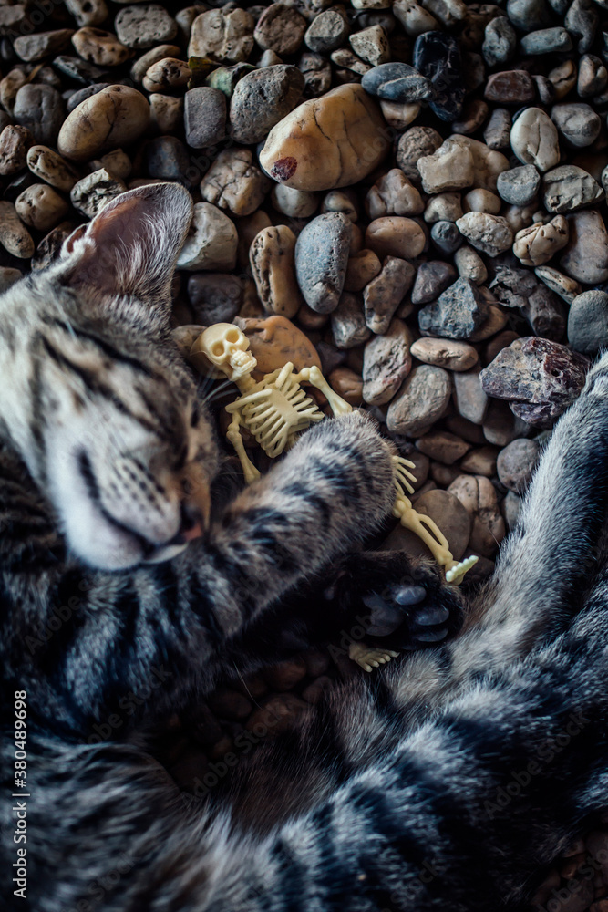 cat and skeleton sleeping on a rocky beach,Halloween cat and skeleton sleeping on a rocky beach,Halloween
