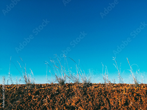 Profile of Wild Grass Growing in Red Soil photo