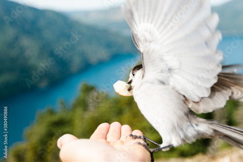 Wild gray jack bird taking bread from an outstretched hand photo