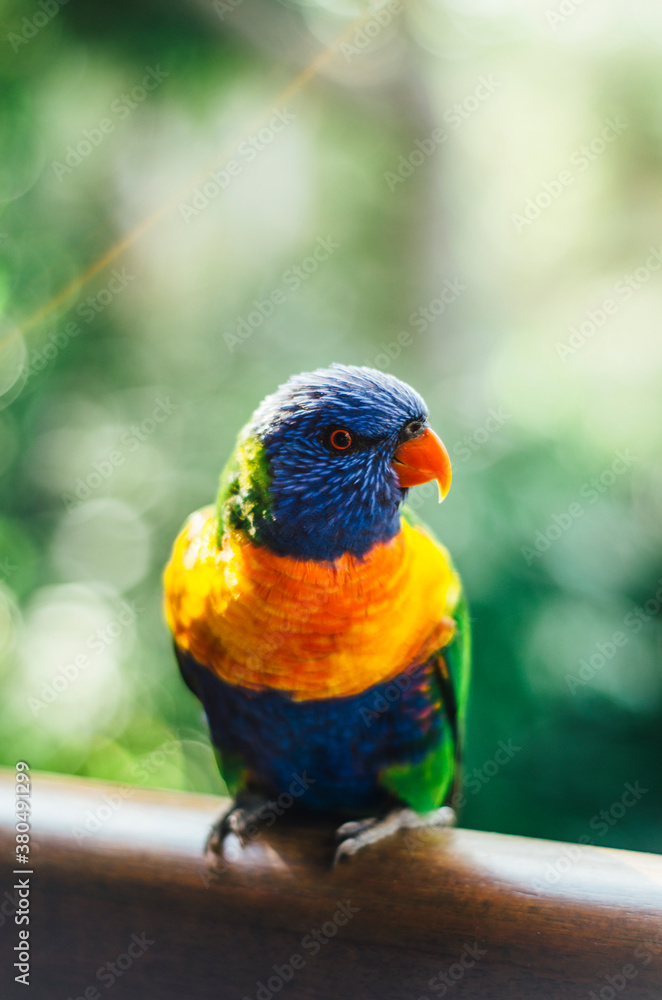 Rainbow Lorikeet perched on rail Rainbow Lorikeet perched on rail