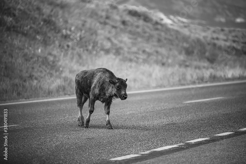 Bison Calf