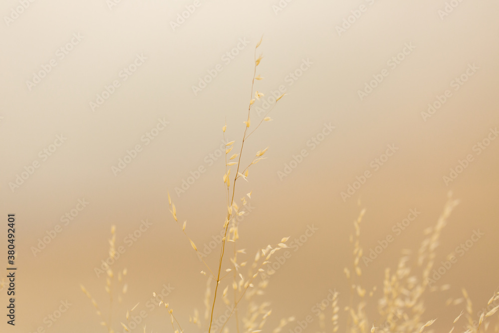 Dry grass with a smoke filled background Dry grass with a smoke filled background